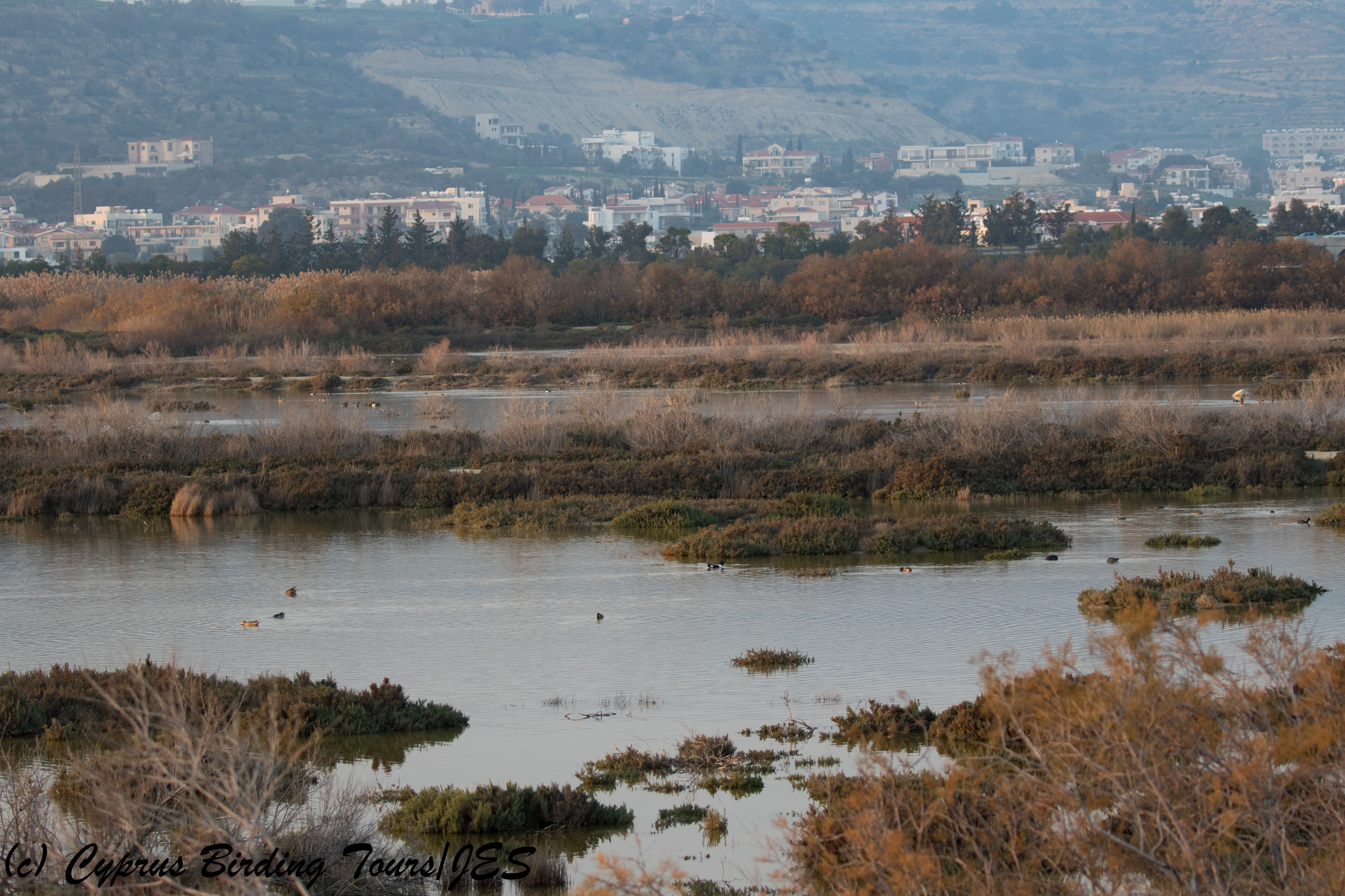 Oroklini Marsh 6th February 2018 (c) Cyprus Birding Tours