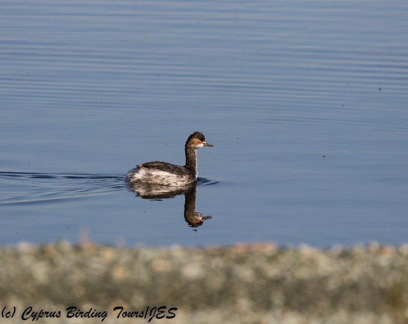 Black-necked Grebe, Larnaca Sewage Works 15th March 2018 (c) Cyprus Birding Tours
