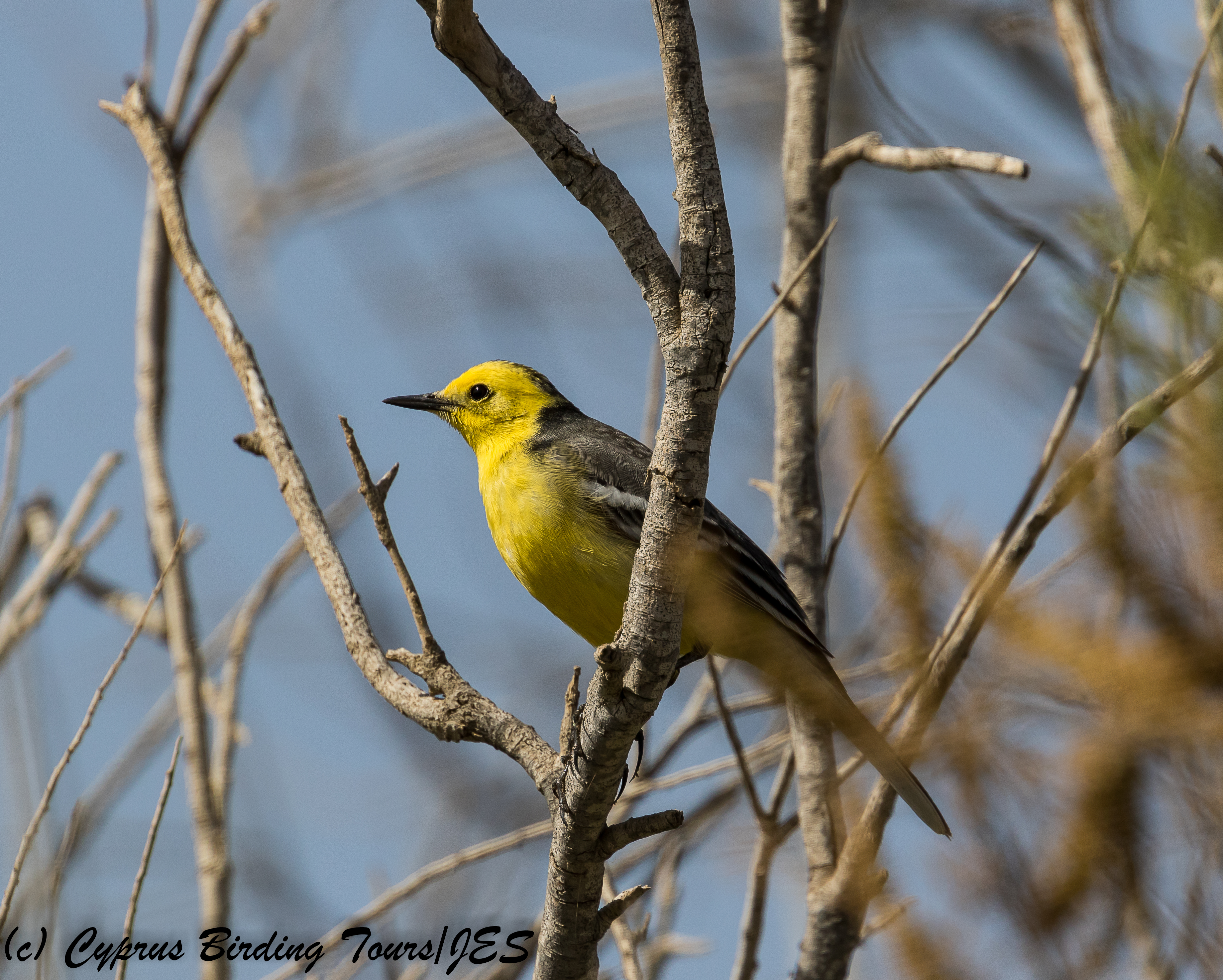 Citrine Wagtail, Paralimni Lake 27th March 2018 (1 of 1)