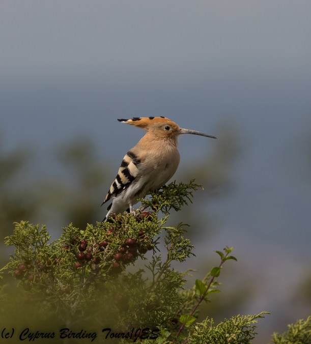 Common Hoopoe, Lady's Mile 10th March 2018 (c) Cyprus Birding Tours