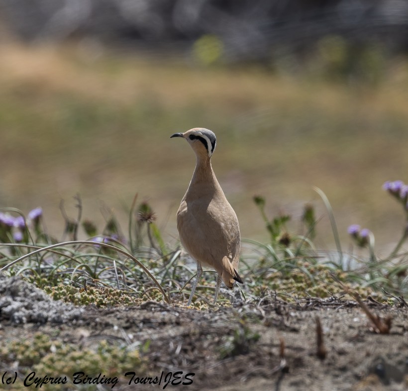 Cream-coloured Courser, Akrotiri Gravel Pits 24th March 2018 (c) Cyprus Birding Tours