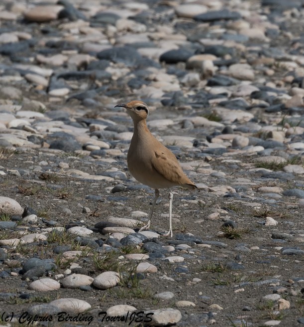 Cream-coloured Courser 7, Akrotiri Gravel Pits 24th March 2018 (1 of 1)