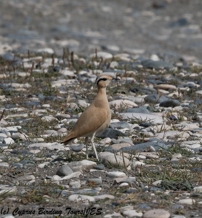 Cream-coloured Courser 8, Akrotiri Gravel Pits 24th March 2018 (1 of 1)