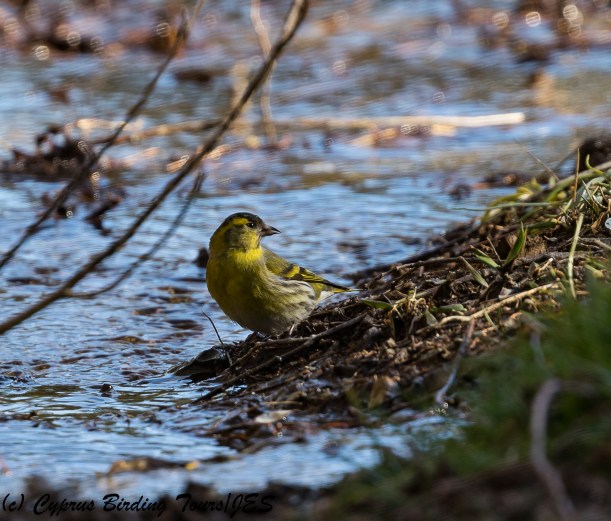 Eurasian Siskin, Troodos 1st March 2018 (Cyprus Birding Tours)