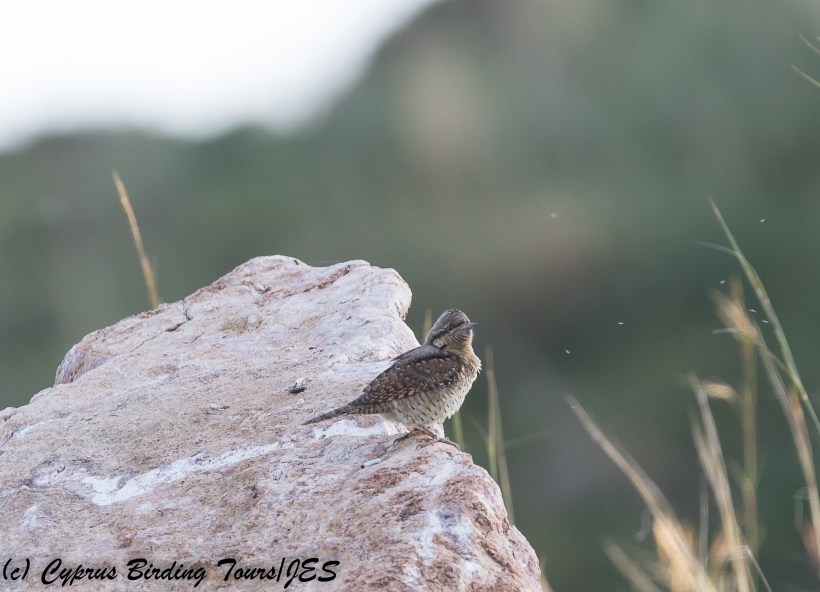 Eurasian Wryneck 2, Anarita Park 21st March 2018 (1 of 1)