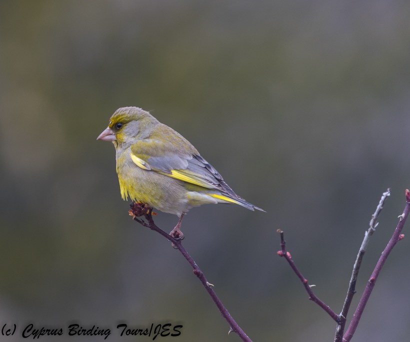 European Greenfinch, Troodos 1st March 2018 (Cyprus Birding Tours)