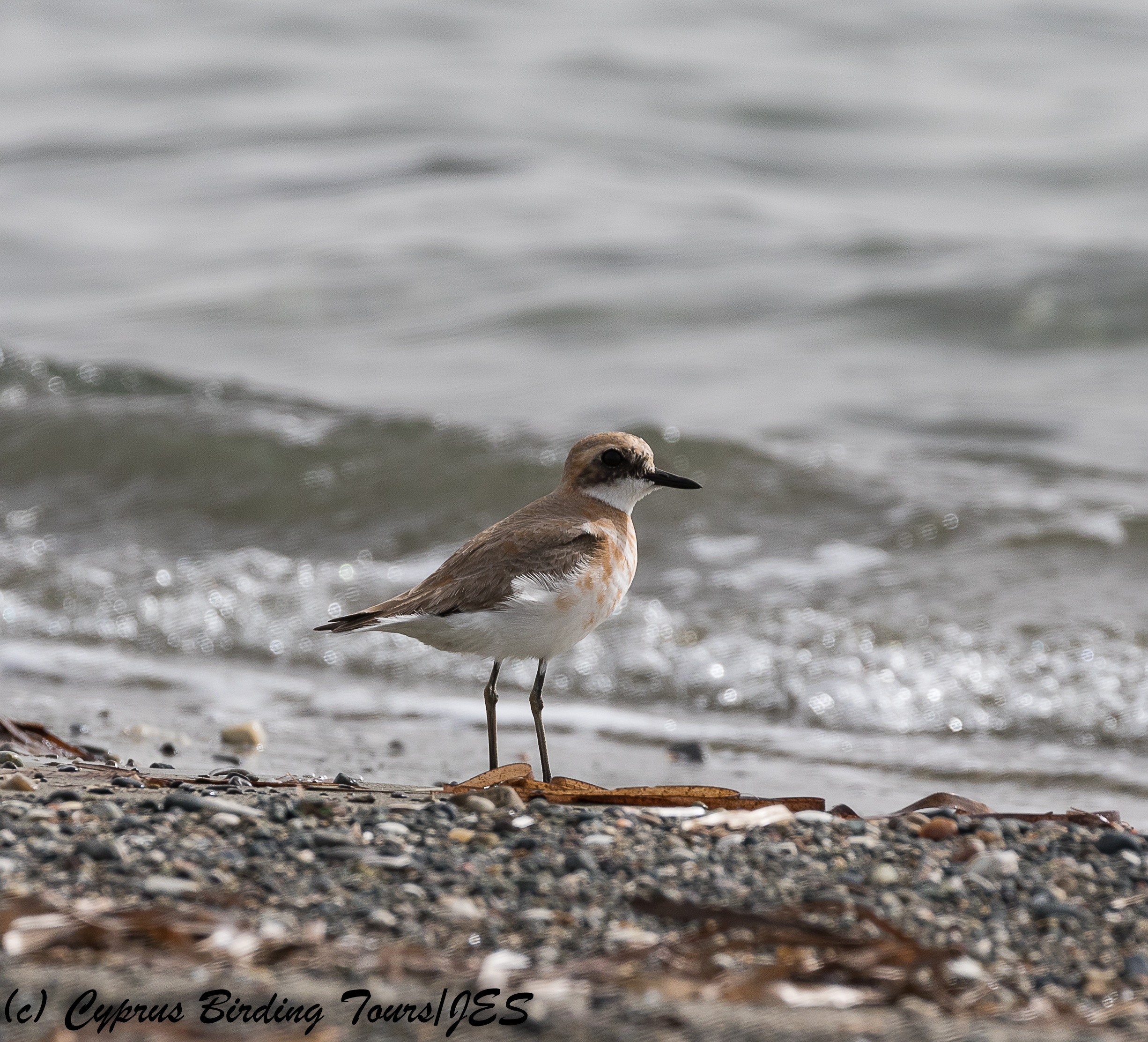 Greater Sandplover, Spiros Beach, 5th March 2018 (c) Cyprus Birding Tours