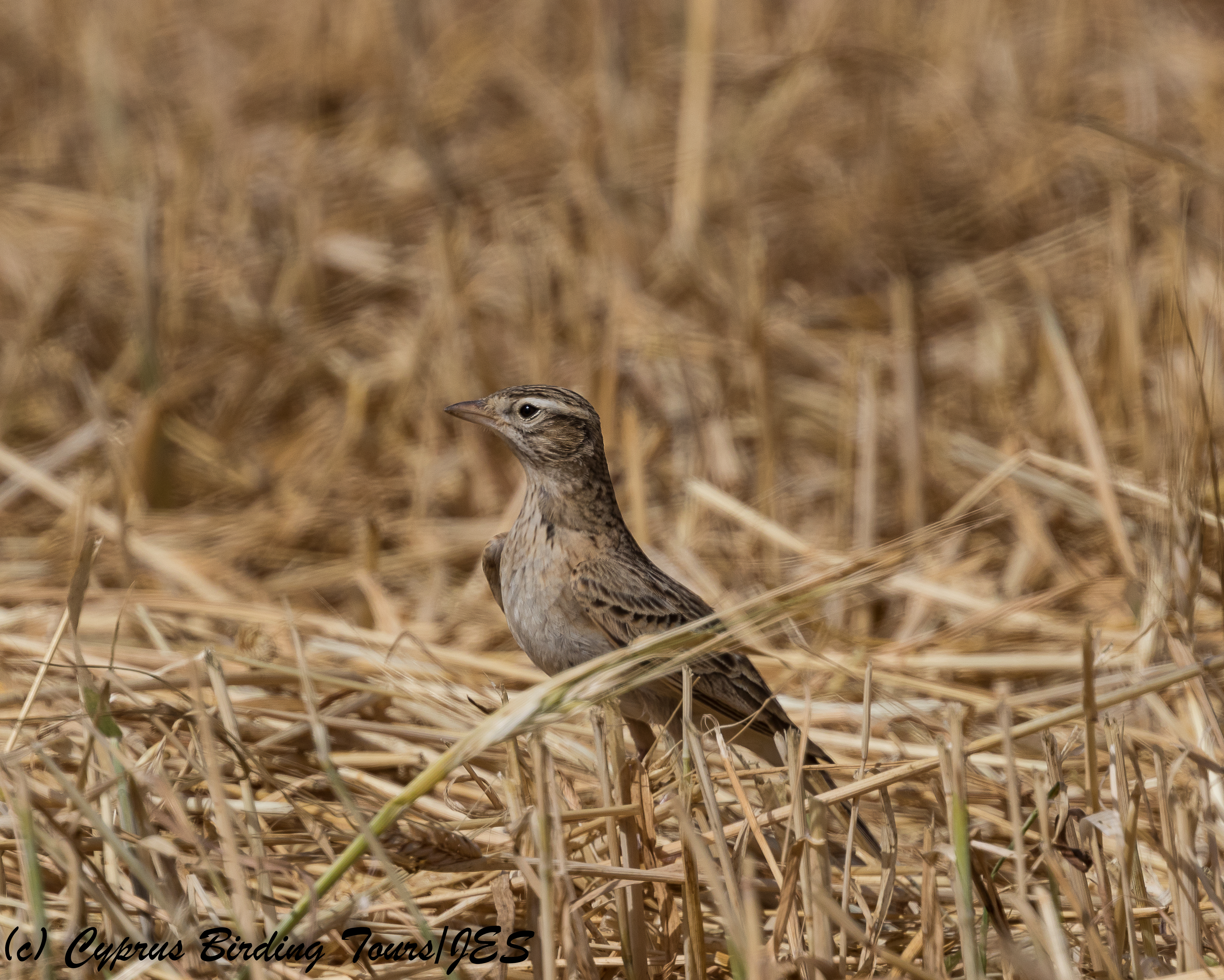 Greater Short-toed Lark, Cape Greco 27th March 2018 (1 of 1)