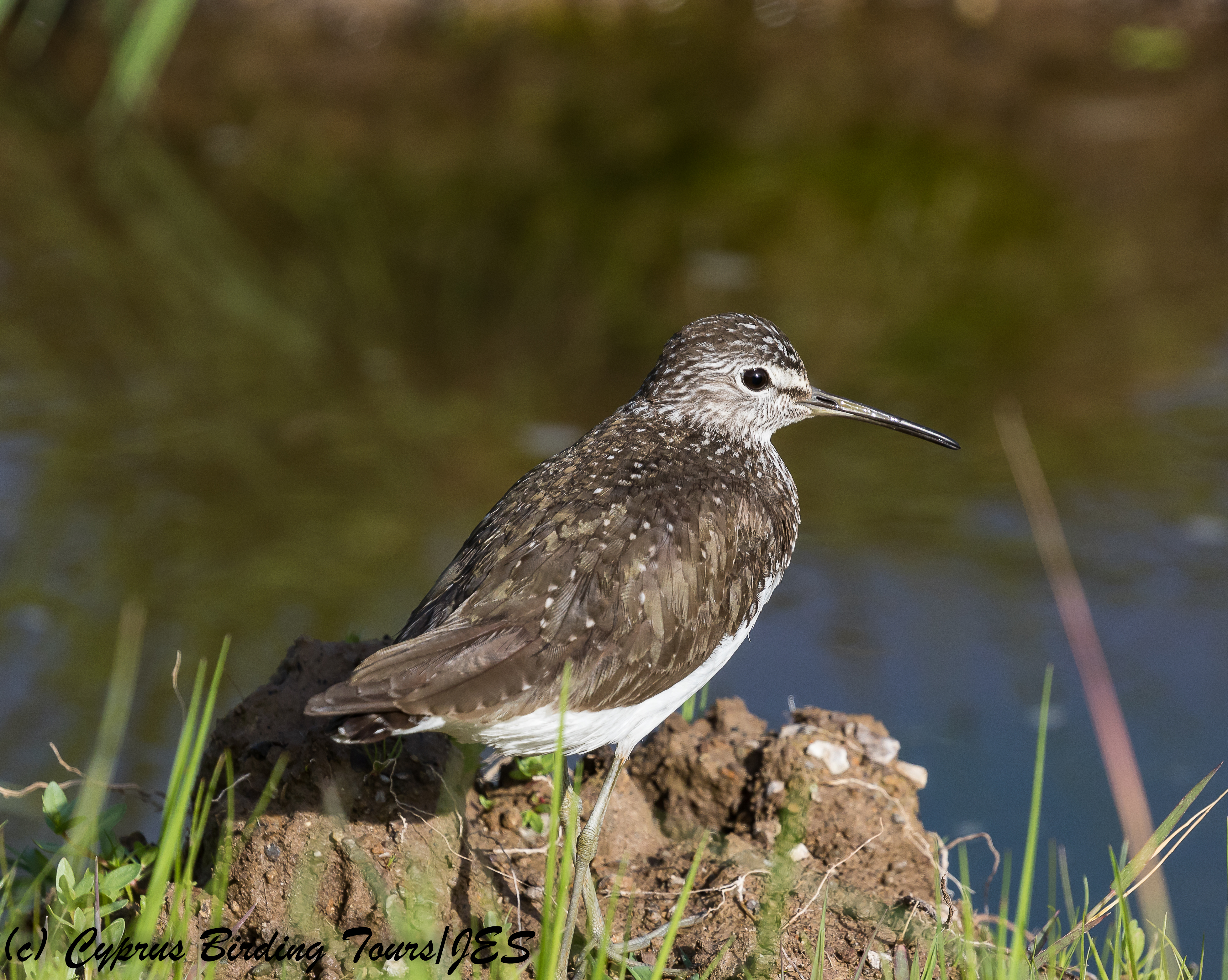 Green Sandpiper,  Anarita Park 21st March 2018 (c) Cyprus Birding Tours