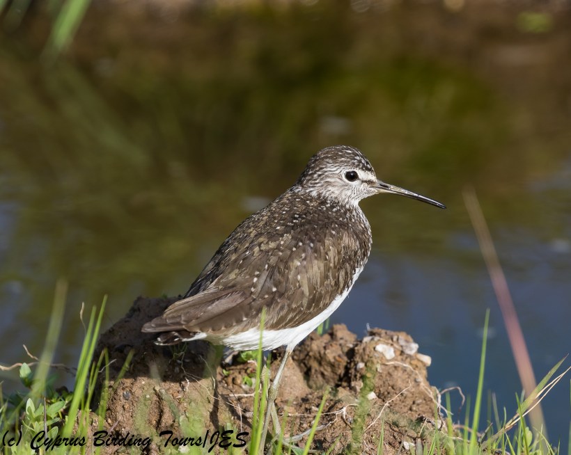Green Sandpiper,  Anarita Park 21st March 2018 (c) Cyprus Birding Tours