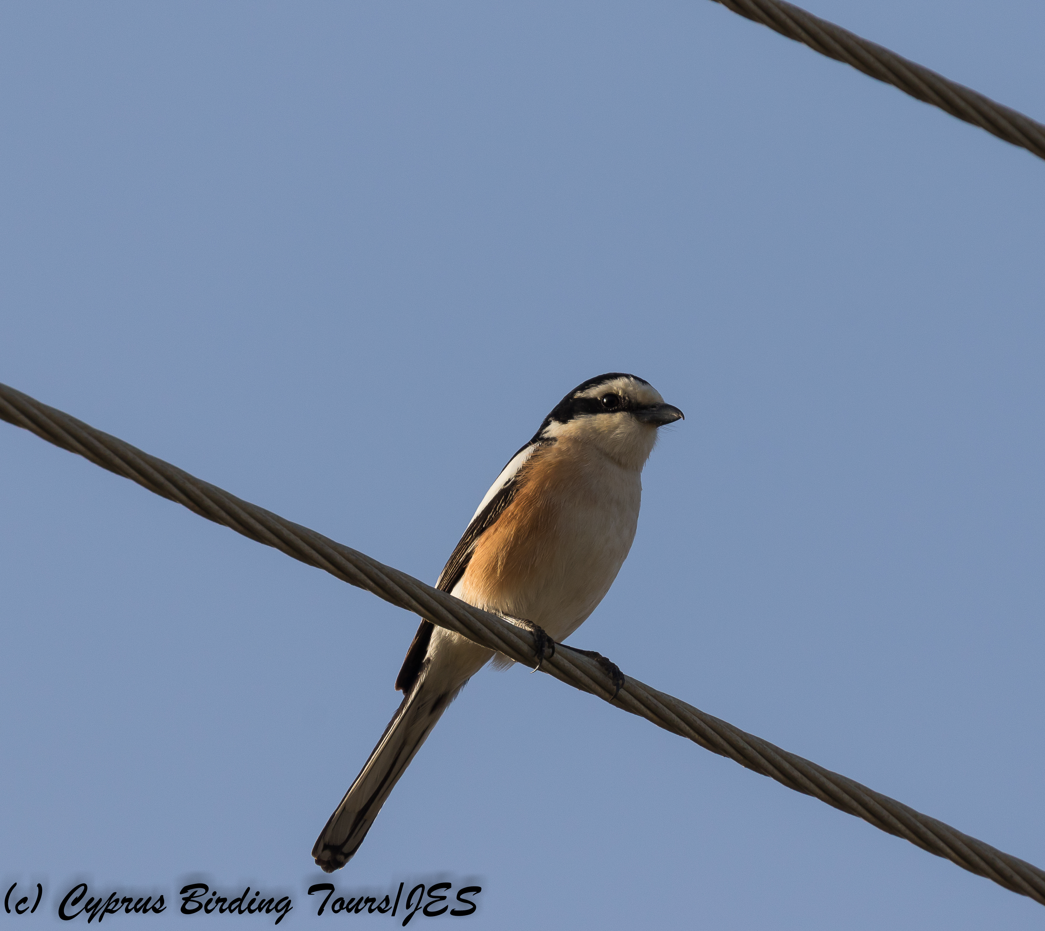 Masked Shrike, Agia Napa Sewage Works, 27th March 2018 (1 of 1)
