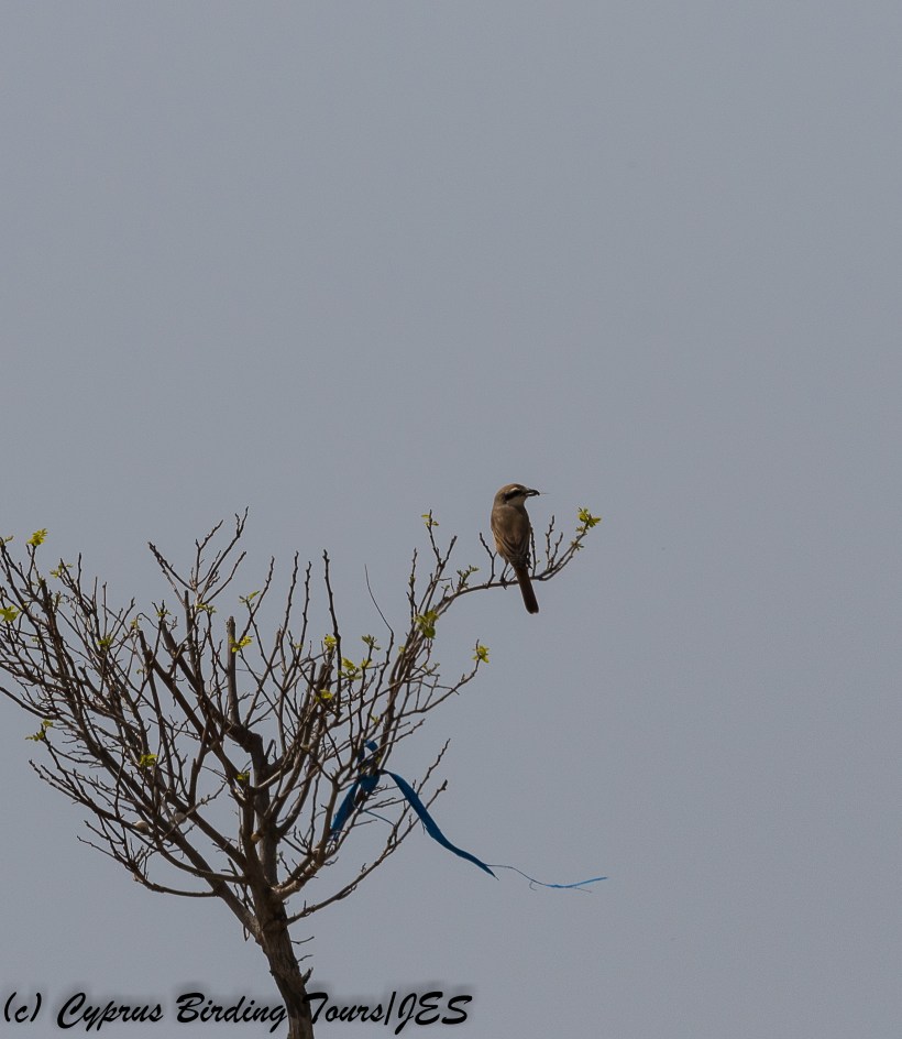 red-tailed Shrike 2, Kiti area 19th March 2018 (1 of 1)