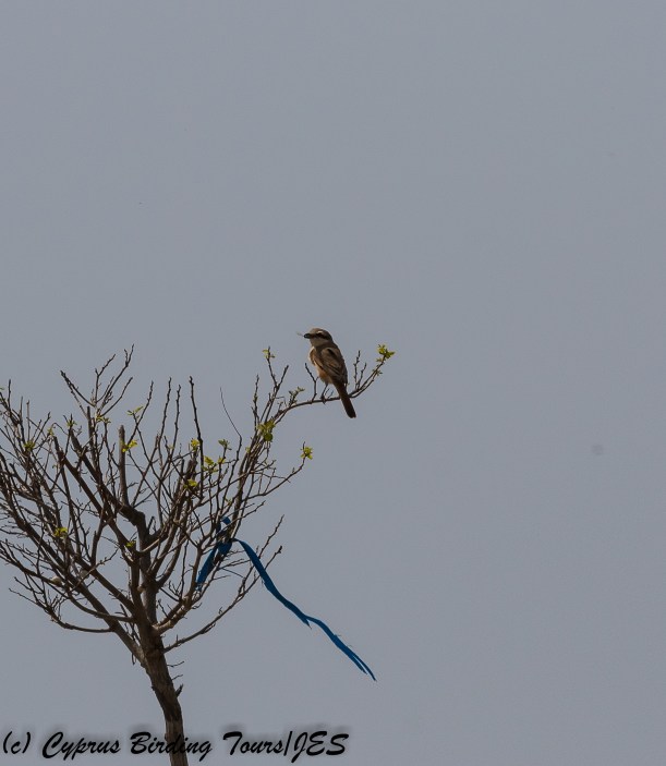 red-tailed Shrike 4, Kiti area 19th March 2018 (1 of 1)
