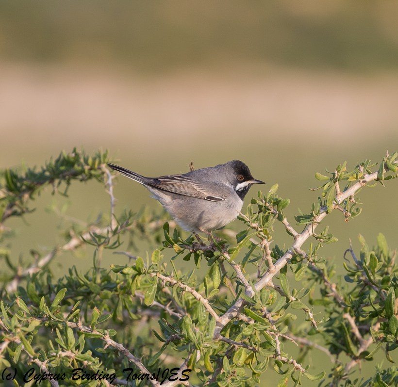 Ruppell's Warbler,  Cape Greco 9th March 2018 (c) Cyprus Birding Tours