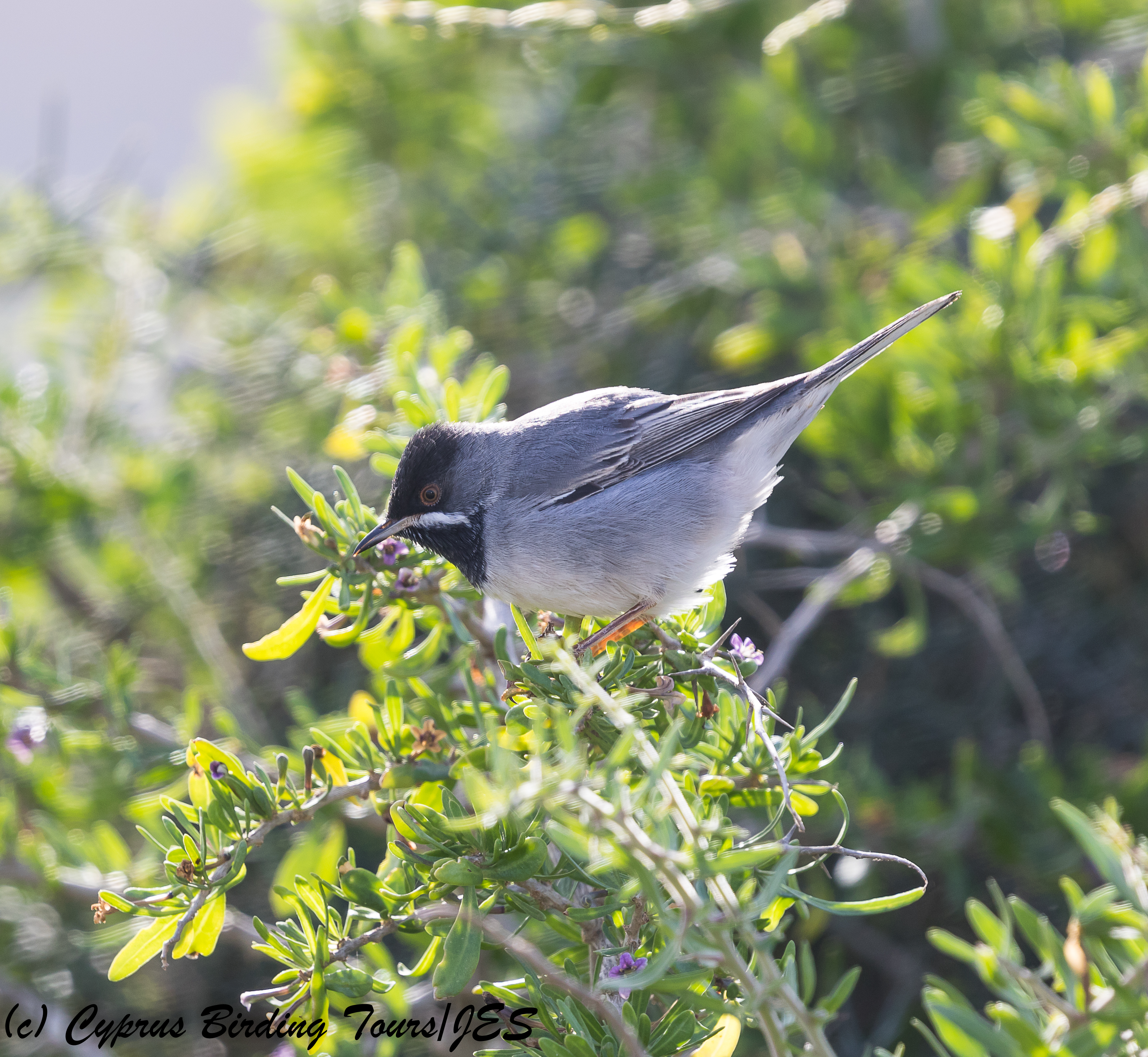Ruppell's Warbler,  Cape Greco 9th March 2018 (c) Cyprus Birding Tours