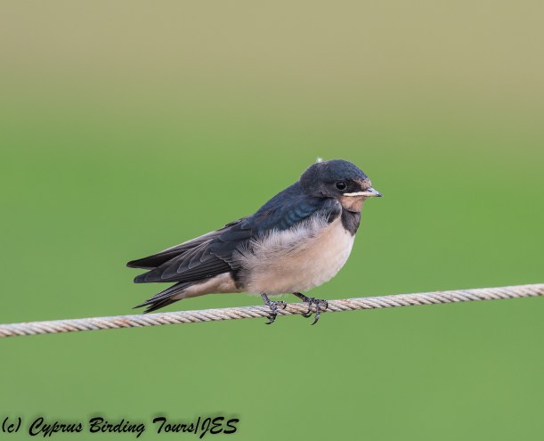 Barn Swallow , Pervolia 21st April 2018 (c) Cyprus Birding Tours