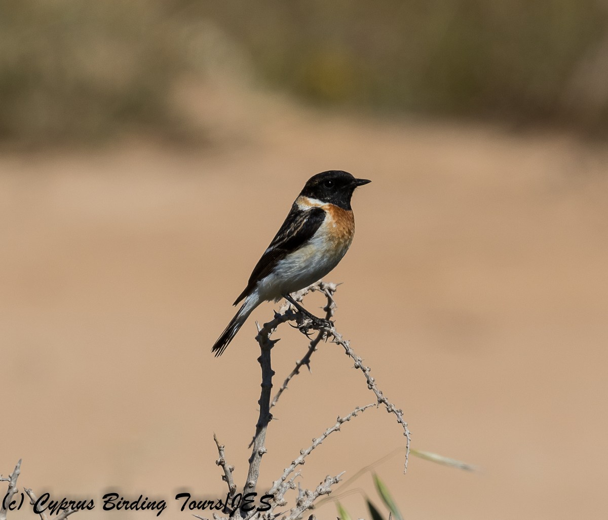 Caspian Stonechat , Cape Greco 3rd April 2018 (c) Cyprus Birding Tours