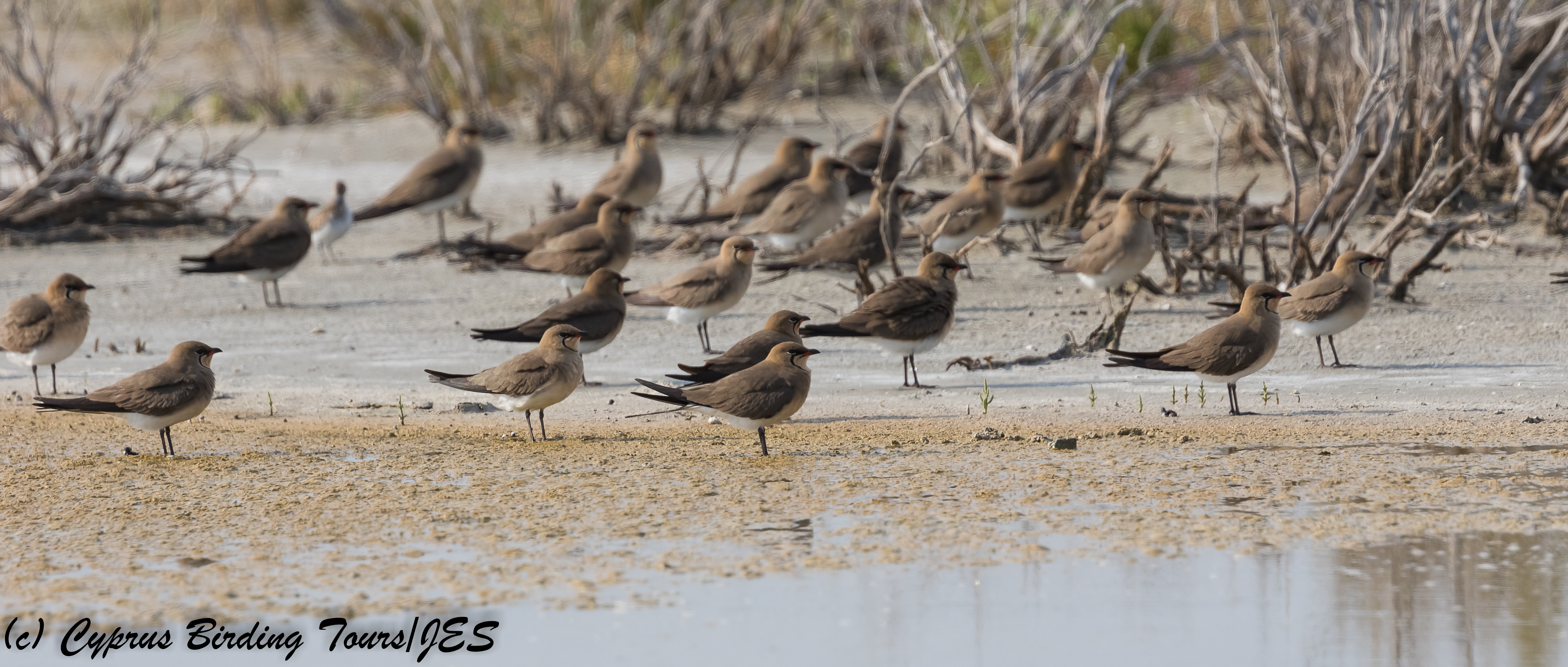Collared Pratincole, Akrotiri Salt Lake 28th April 2018 (c) Cyprus Birding Tours