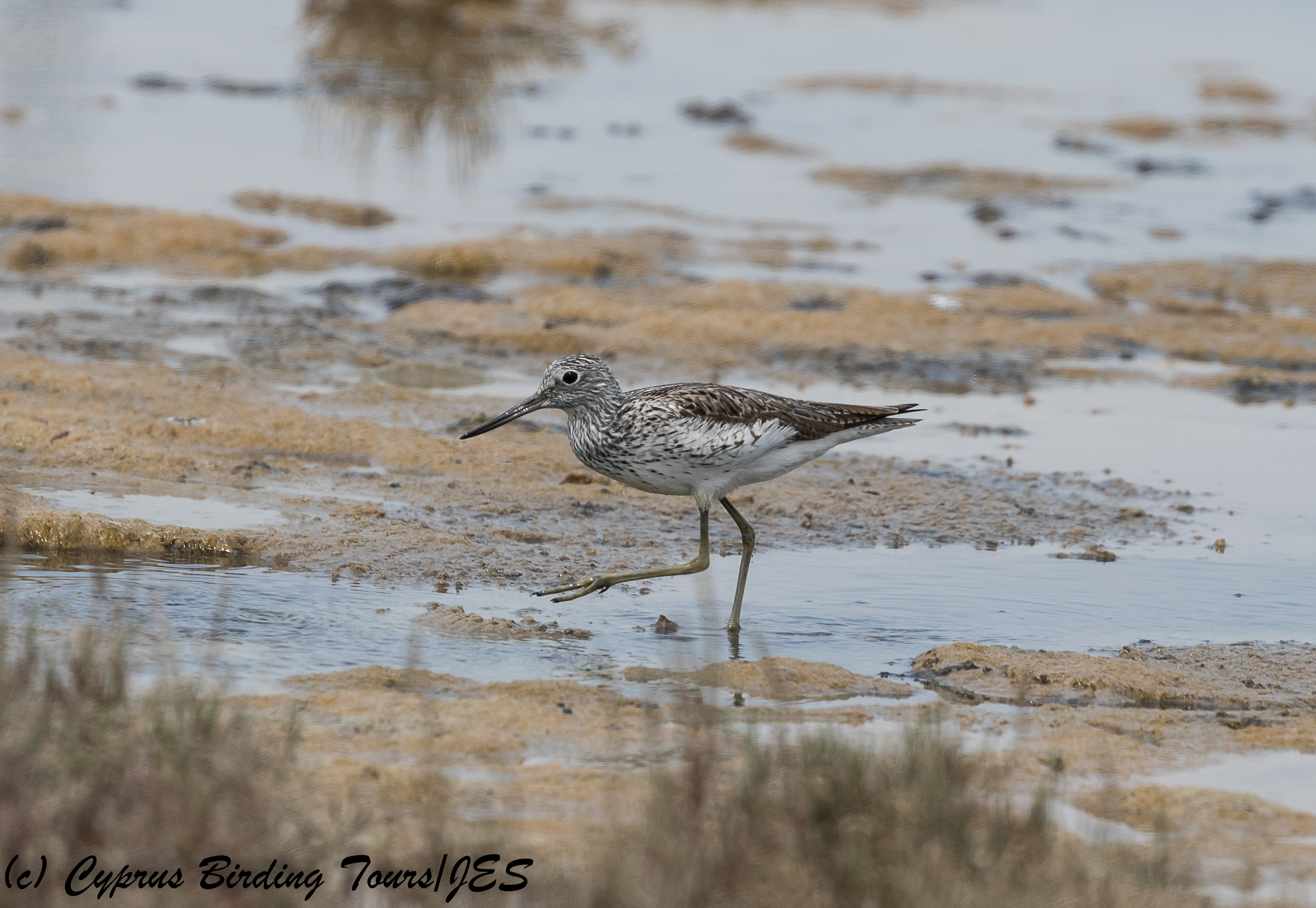 Common Greenshank, Lady's Mile 28th April 2018  (c) Cyprus Birding Tours