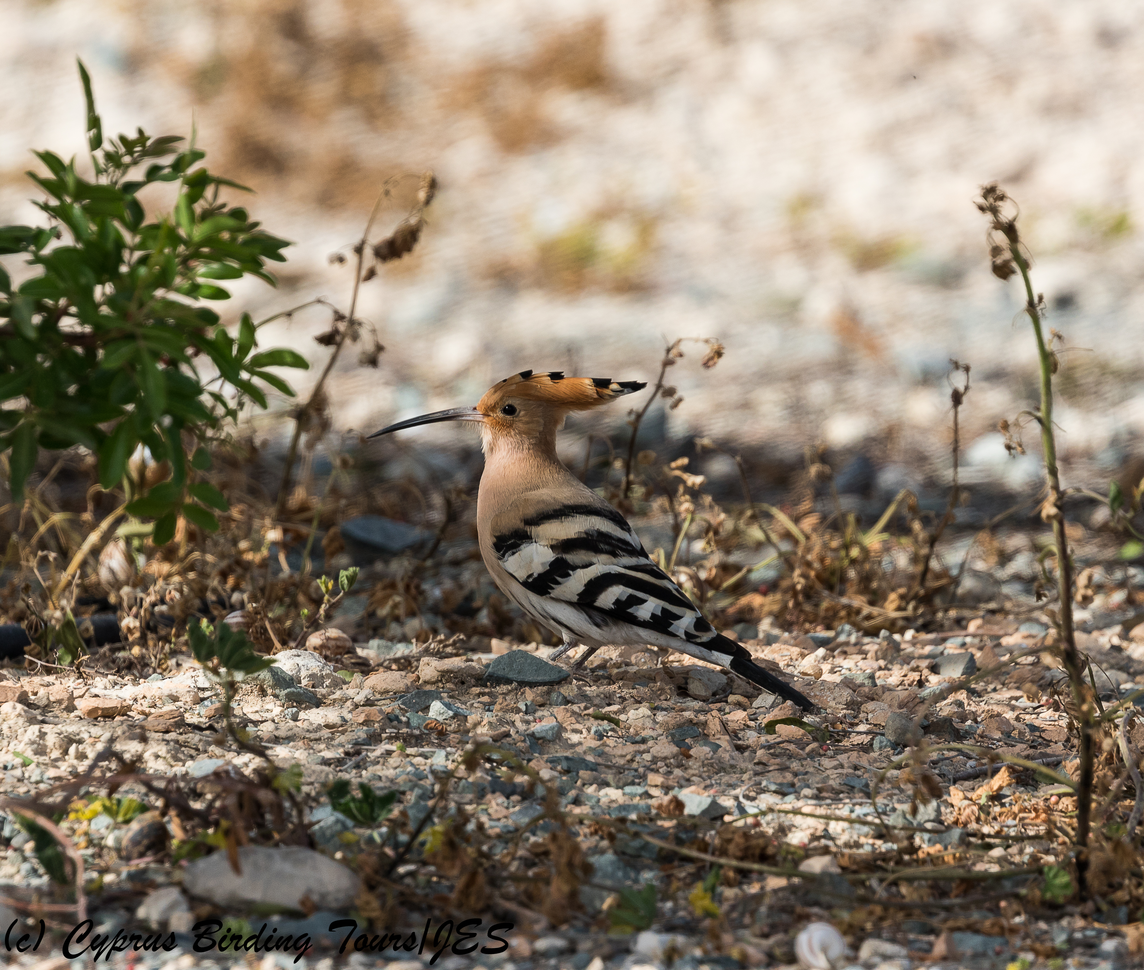 Common Hoopoe, Kivisili 2nd April 2018 (c) Cyprus Birding Tours