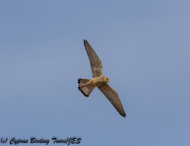 Lesser Kestrel, Kivisili 2nd April 2018  (c) Cyprus Birding Tours