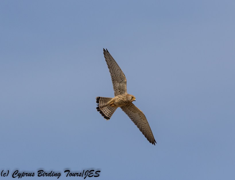 Lesser Kestrel, Kivisili 2nd April 2018  (c) Cyprus Birding Tours