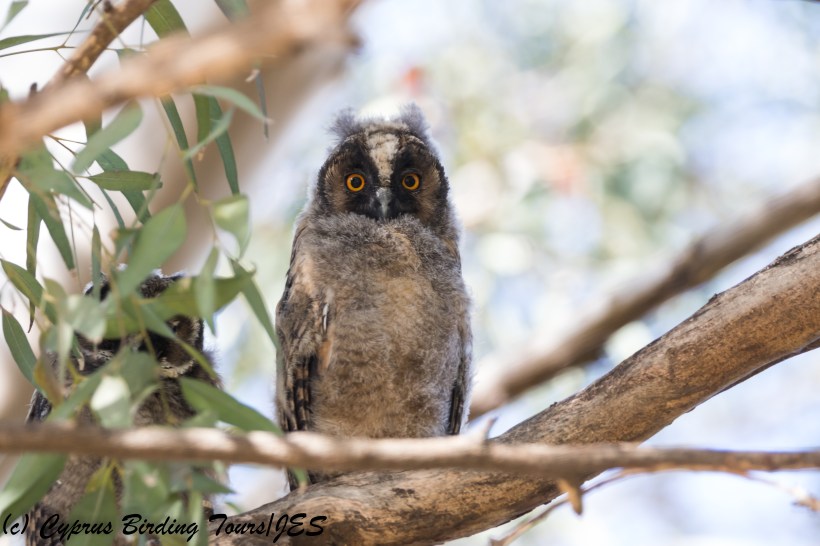Long-eared Owl 2, Nicosia 24th April 2018 (1 of 1)
