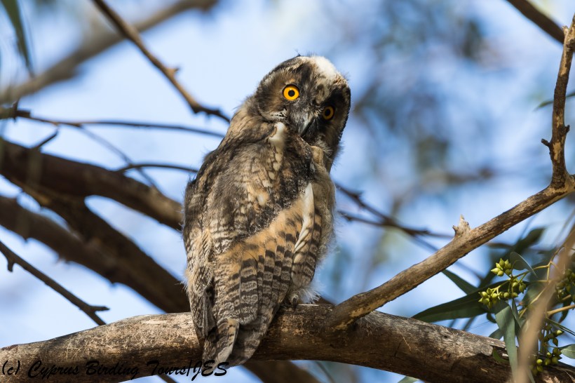 Long-eared Owl, Nicosia 24th April 2018 (1 of 1)