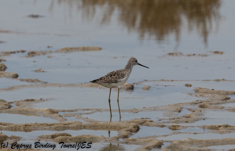 Marsh Sandpiper, Lady's Mile 28th April 2018 (c) Cyprus Birding Tours