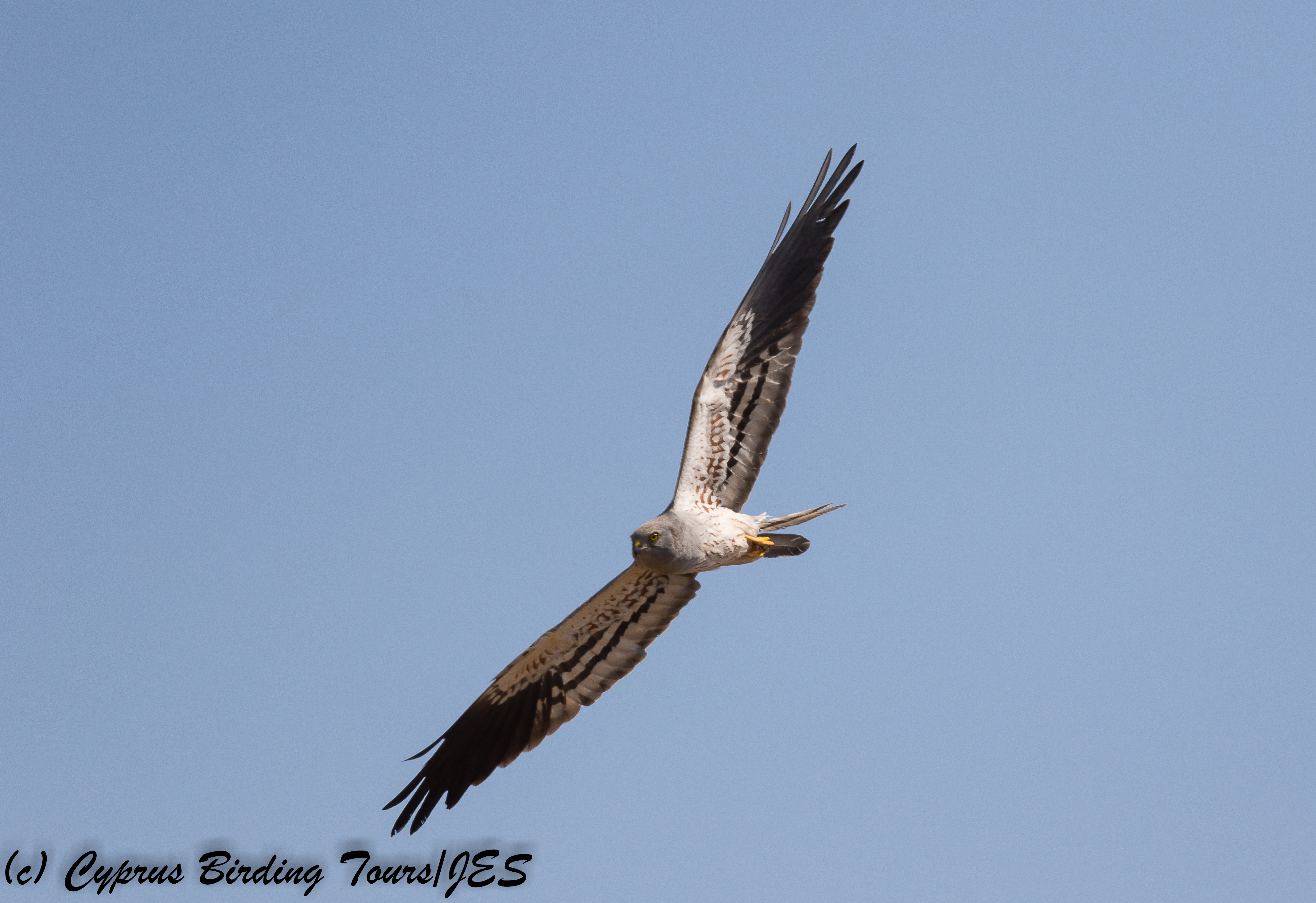 Montagu's Harrier, Kivisili 30th April 2018 (c) Cyprus Birding Tours