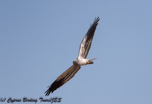 Montagu's Harrier, Kivisili 30th April 2018 (c) Cyprus Birding Tours