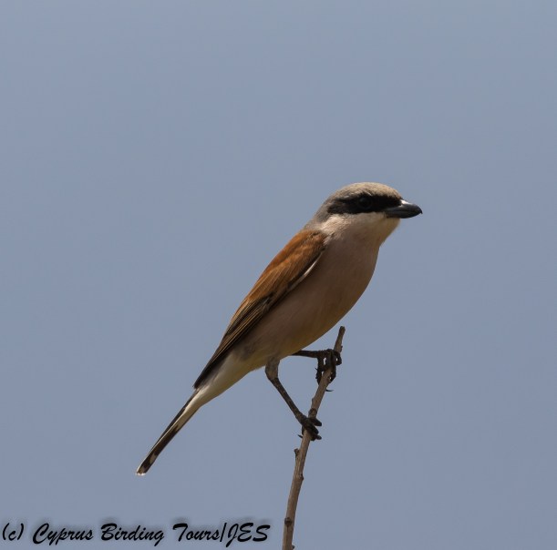 Red-backed Shrike, Cape Greco 26th April 2018 (c) Cyprus Birding Tours