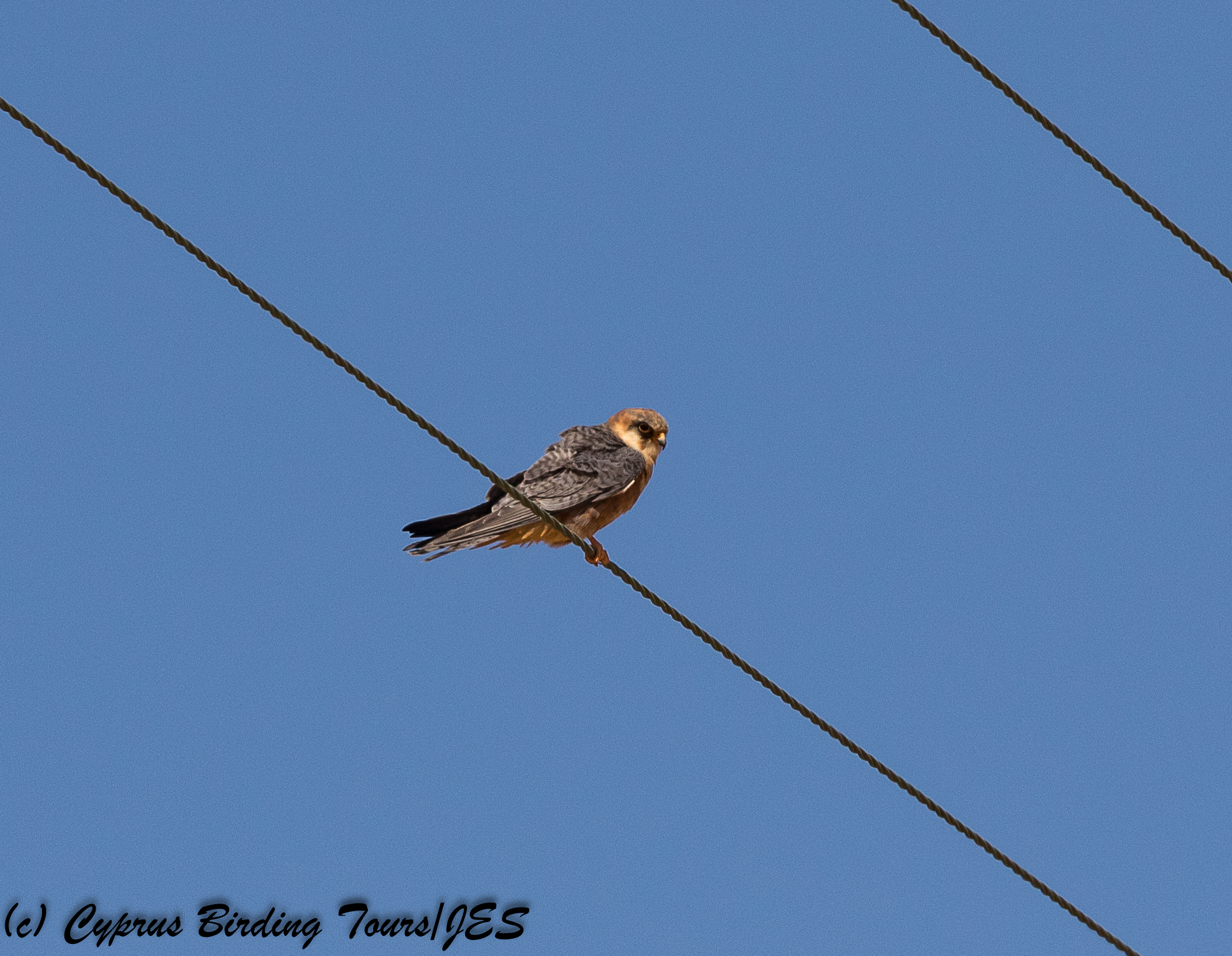 Red-footed Falcon, Kivisili 22nd April 2018 (c) Cyprus Birding Tours