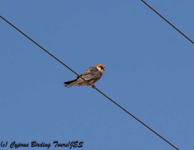 Red-footed Falcon, Kivisili 22nd April 2018 (c) Cyprus Birding Tours