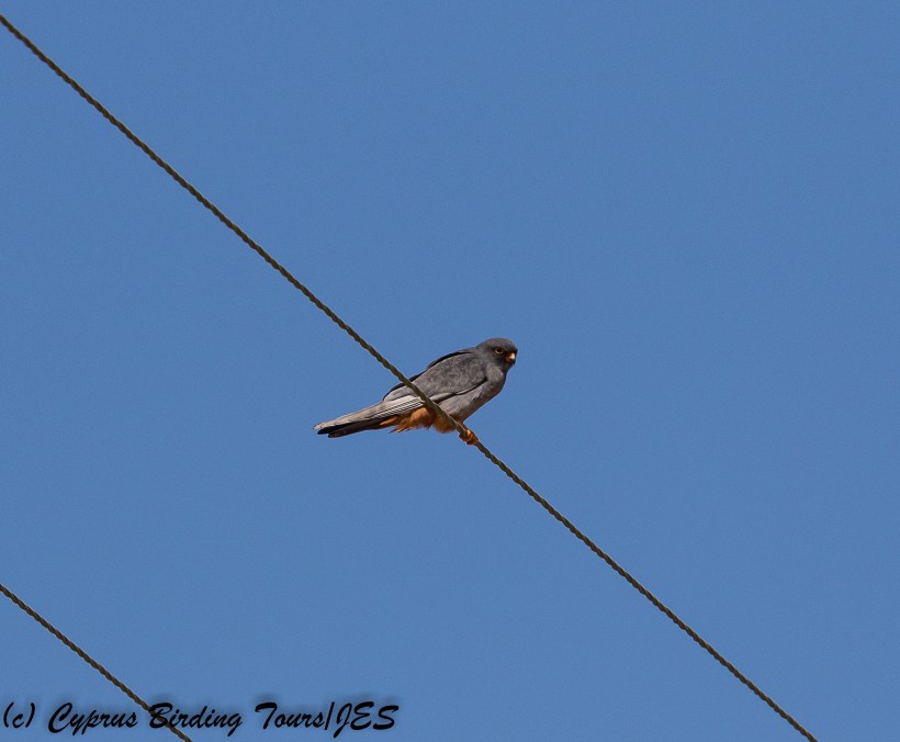 Red-footed Falcon, Kivisili 22nd April 2018 (c) Cyprus Birding Tours