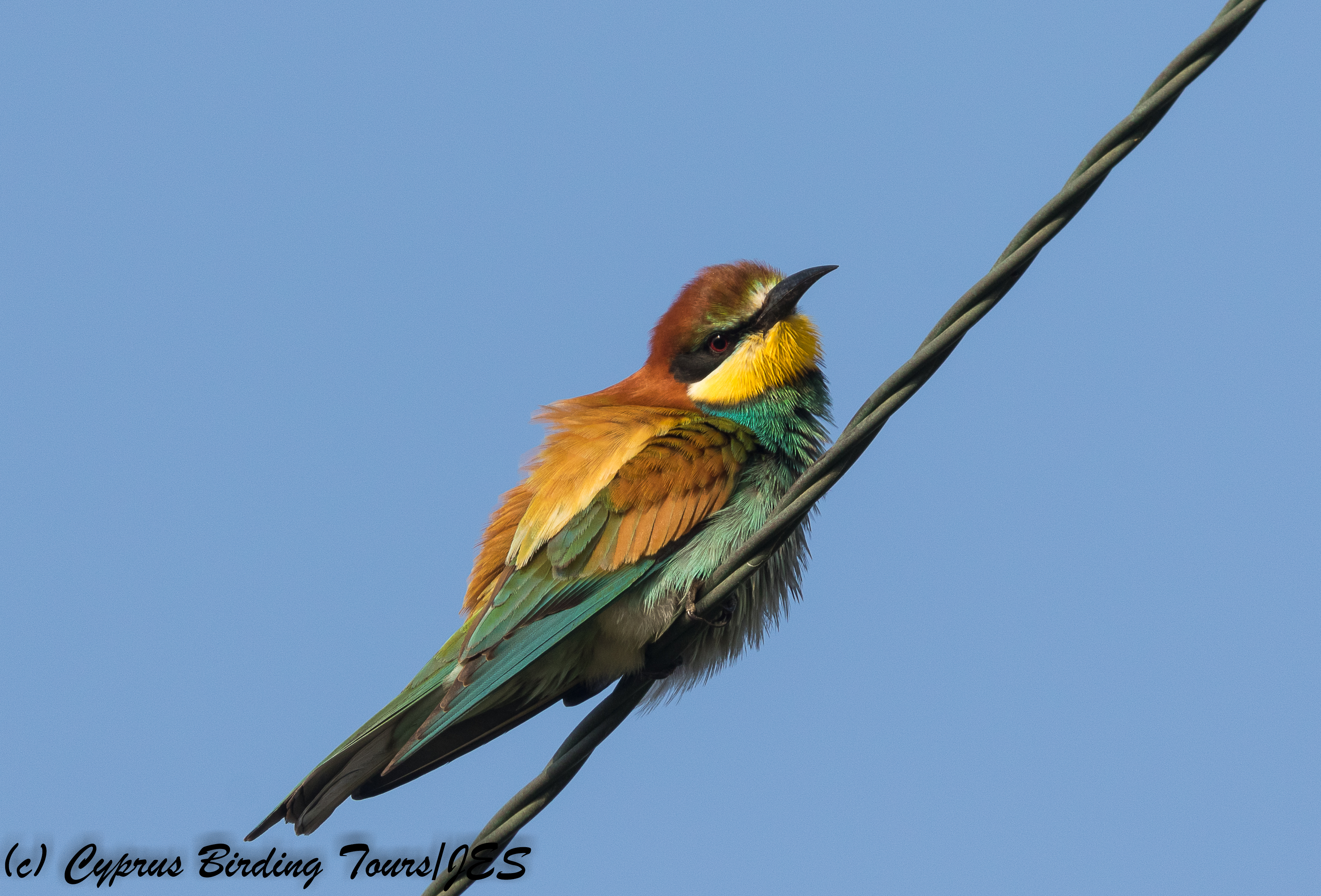 European Bee-eater, Arodes 11th May 2018 (c) Cyprus Birding Tours