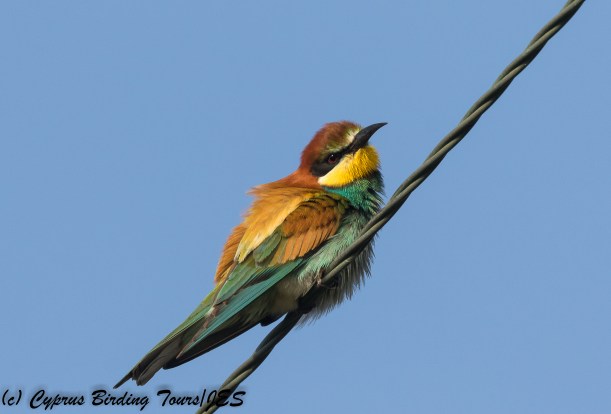 European Bee-eater, Arodes 11th May 2018 (c) Cyprus Birding Tours