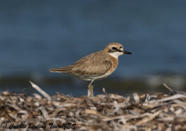 Greater Sandplover, Spiros Beach 15th May 2018 (c) Cyprus Birding Tours