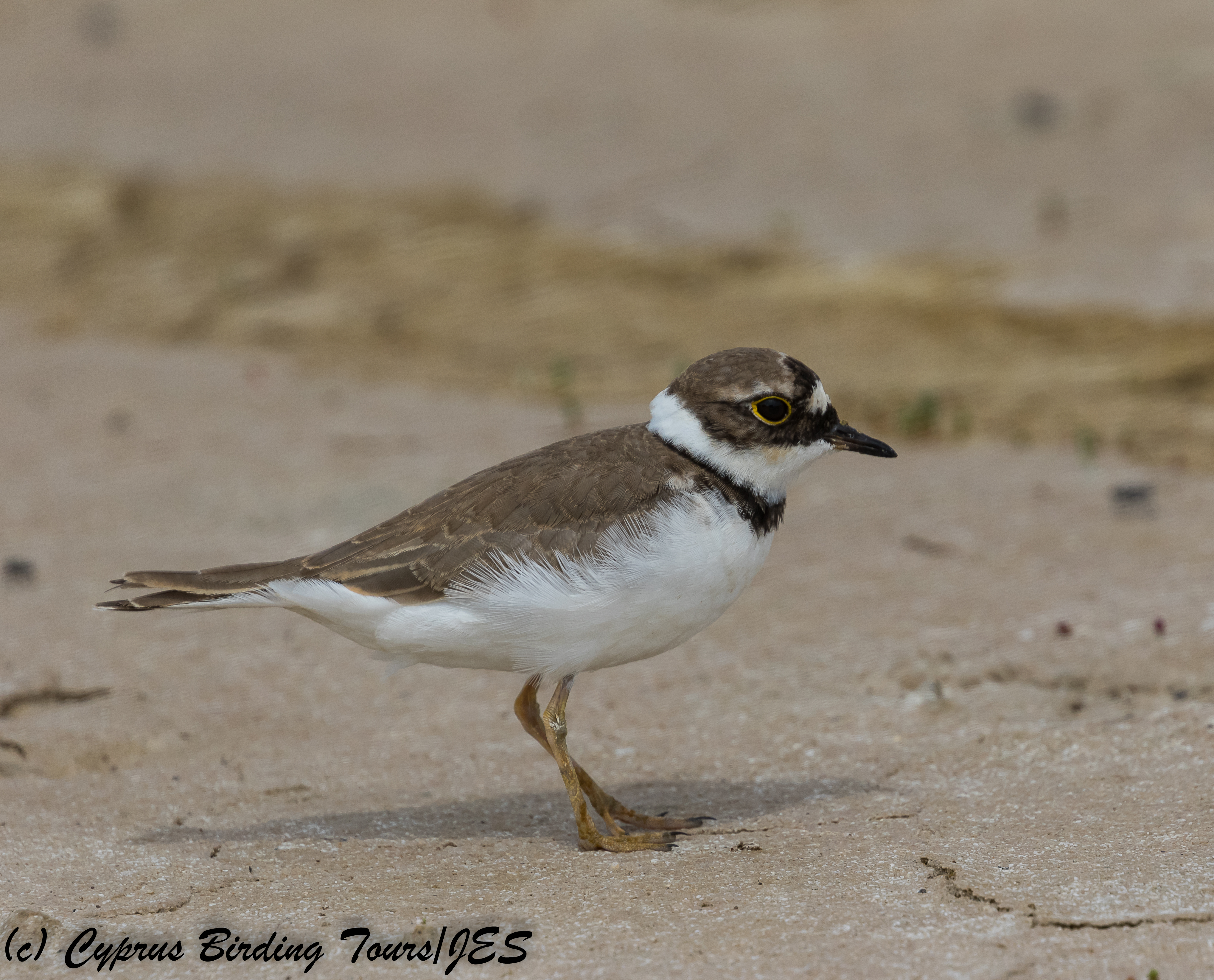 Little Ringed Plover, Akrotiri 7th May 2018 (c) Cyprus Birding Tours