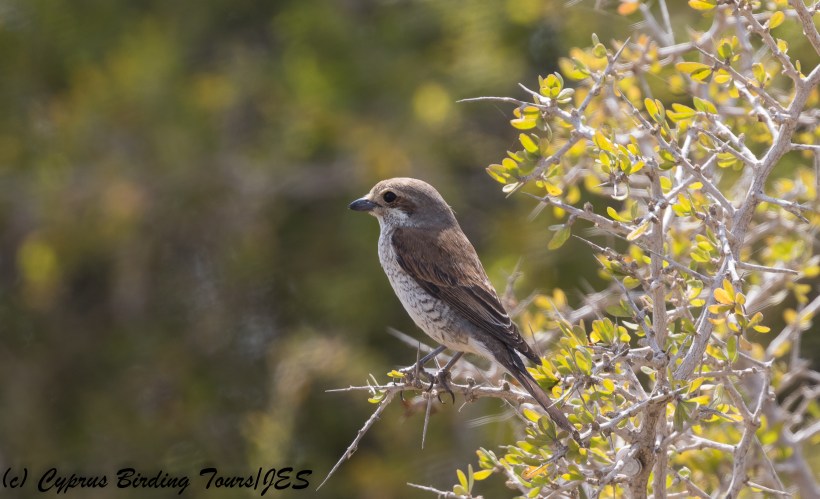 Female Red-backed Shrike, Akrotiri 7th May 2018 (c) Cyprus Birding Tours