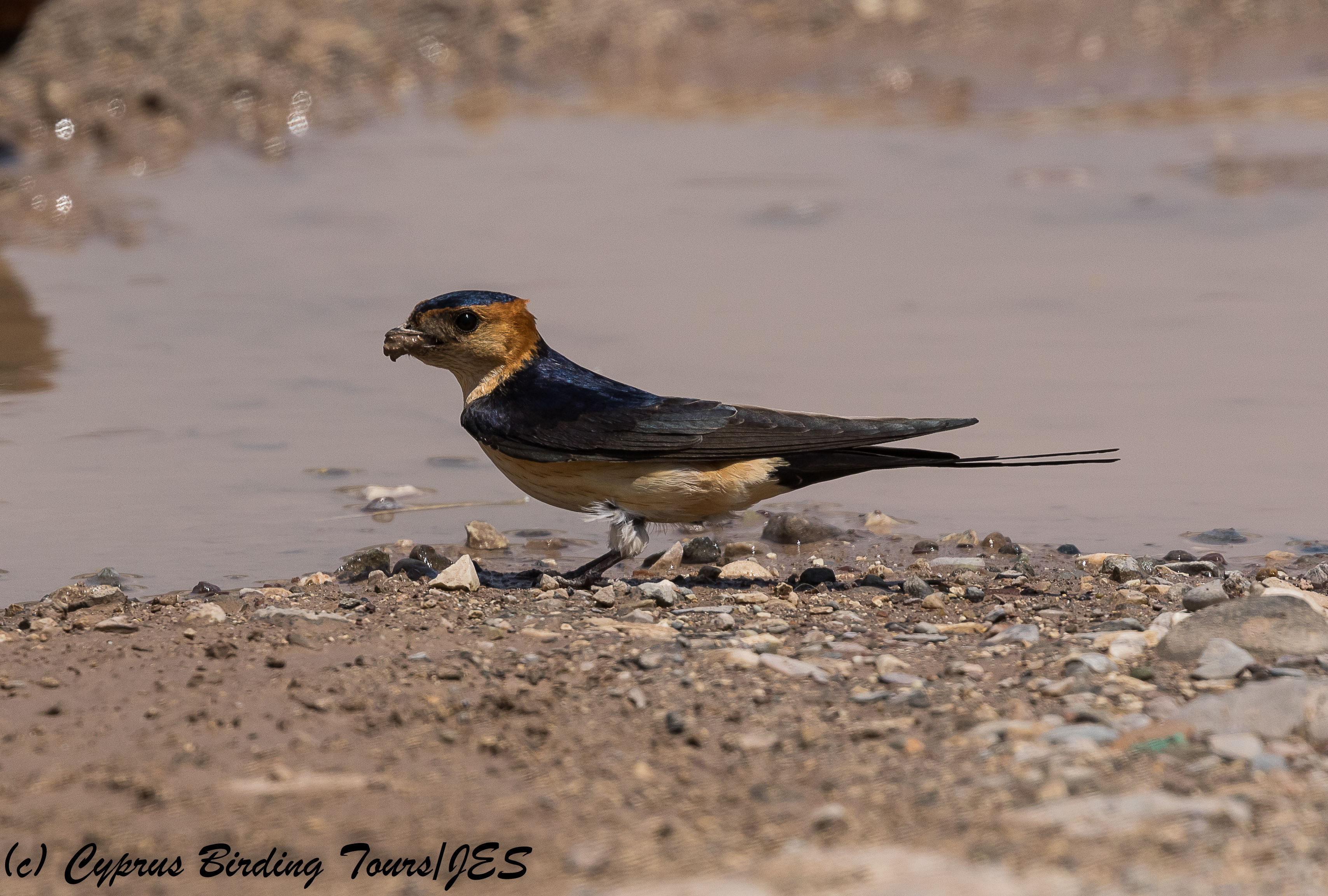 Red-rumped Swallow, Nata 10th May 2018 (c) Cyprus Birding Tours