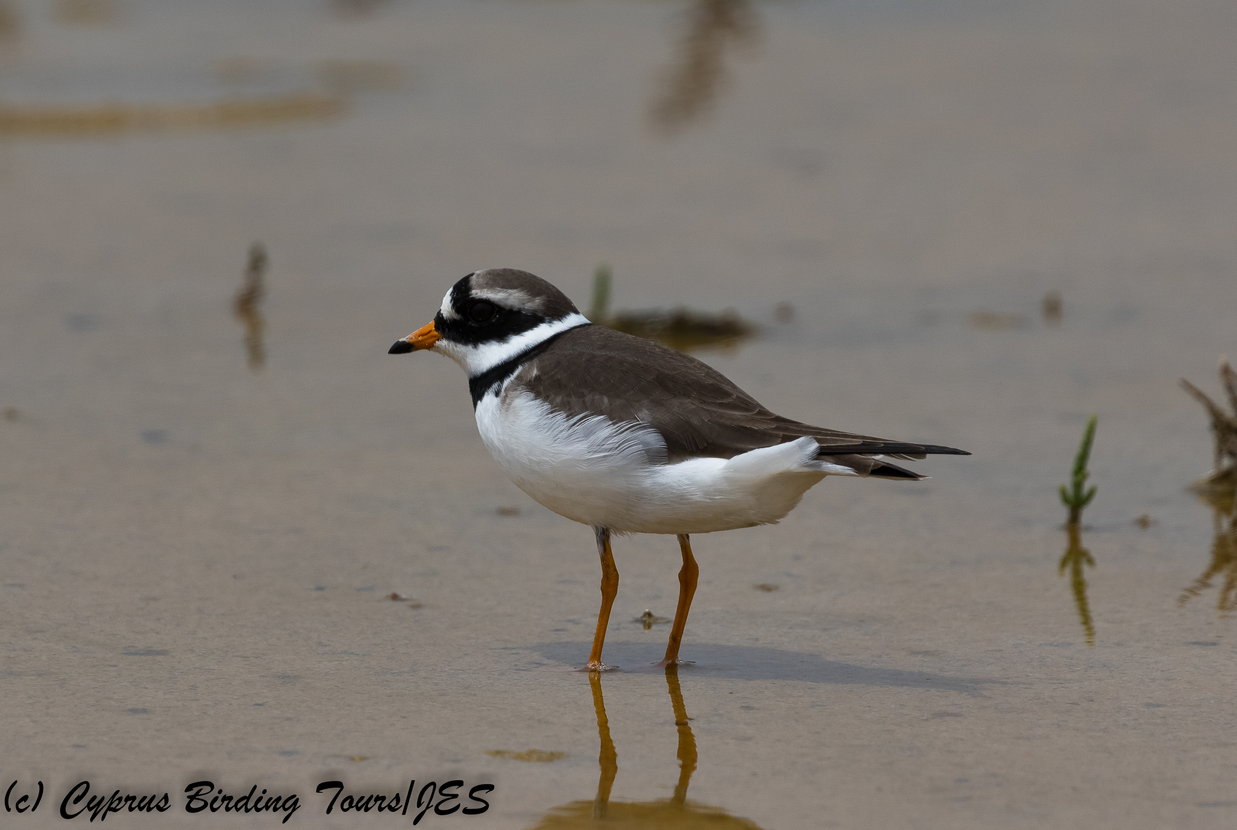Ringed Plover, Akrotiri 7th May 2018 (c) Cyprus Birding Tours