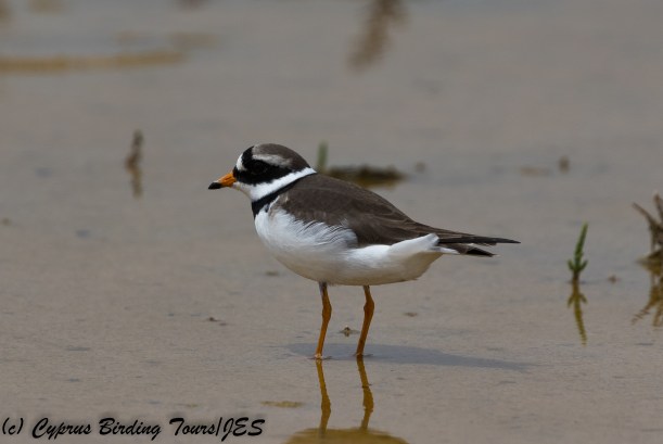 Ringed Plover, Akrotiri 7th May 2018 (c) Cyprus Birding Tours