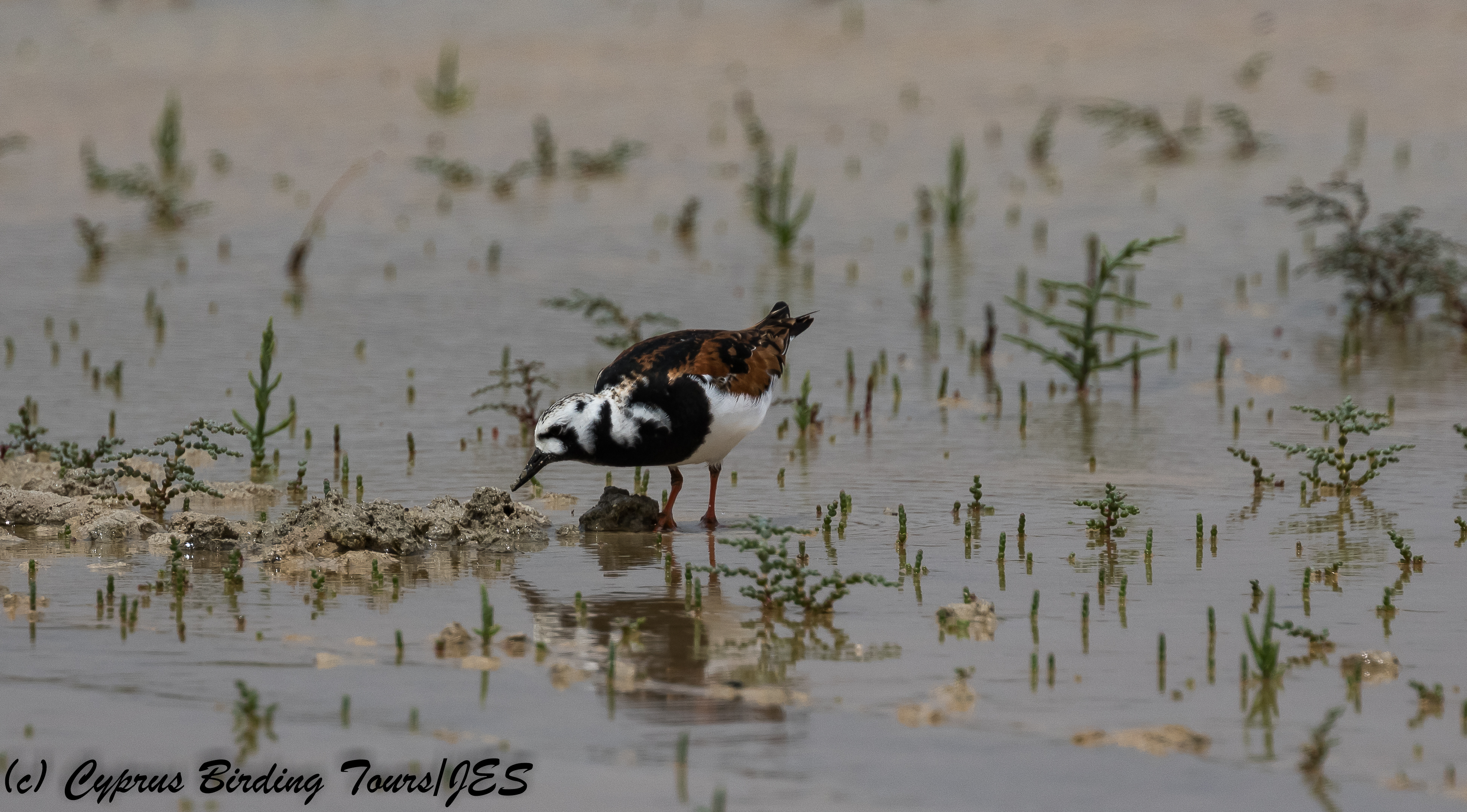 Ruddy Turnstone, Akrotiri 7th May 2018 (c) Cyprus Birding Tours
