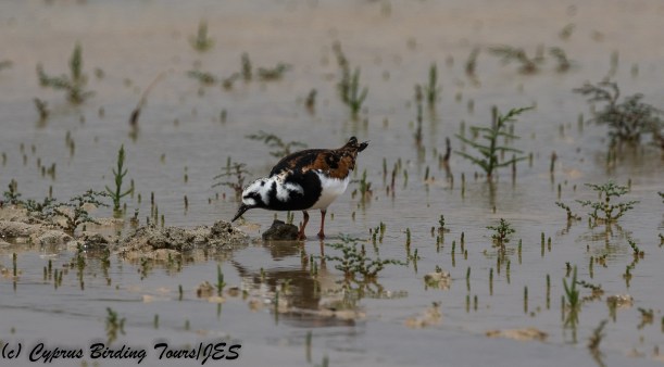 Ruddy Turnstone, Akrotiri 7th May 2018 (c) Cyprus Birding Tours