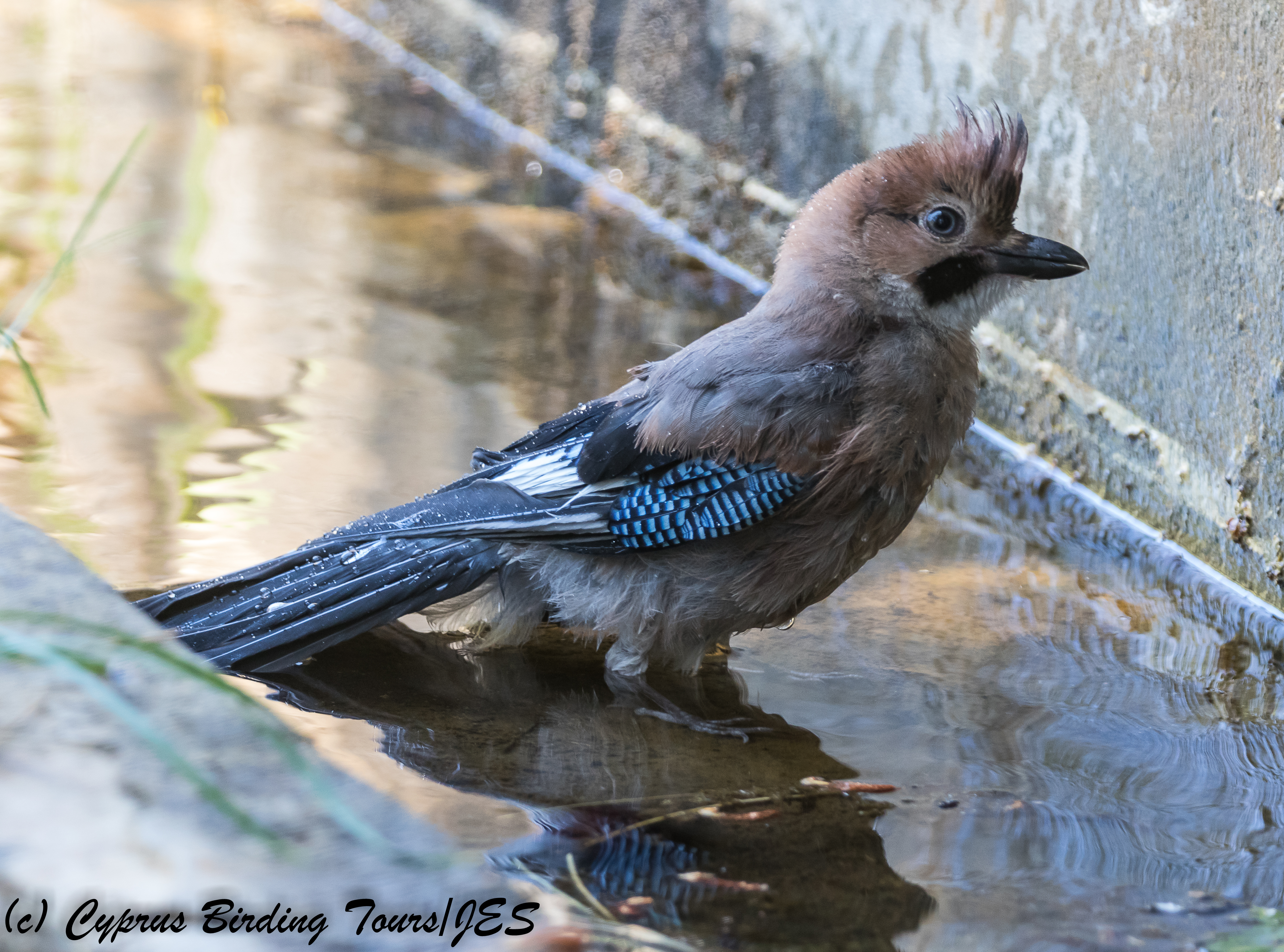 Eurasian Jay, Troodos, 28th June 2018 (c) Cyprus Birding Tours