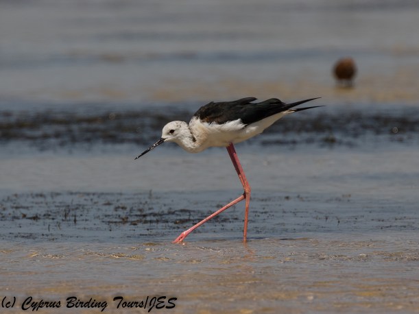 Black-winged Stilt, ASL, 6th July 2018 (c) Cyprus Birding Tours