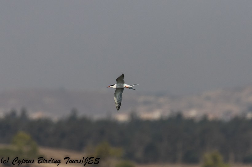 Common Tern, Larnaca Sewage Works, 20th July 2018 (c) Cyprus Birding Tours