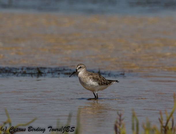Curlew Sandpiper non-breeding plumage, ASL, 6th July 2018 (c) Cyprus Birding Tours