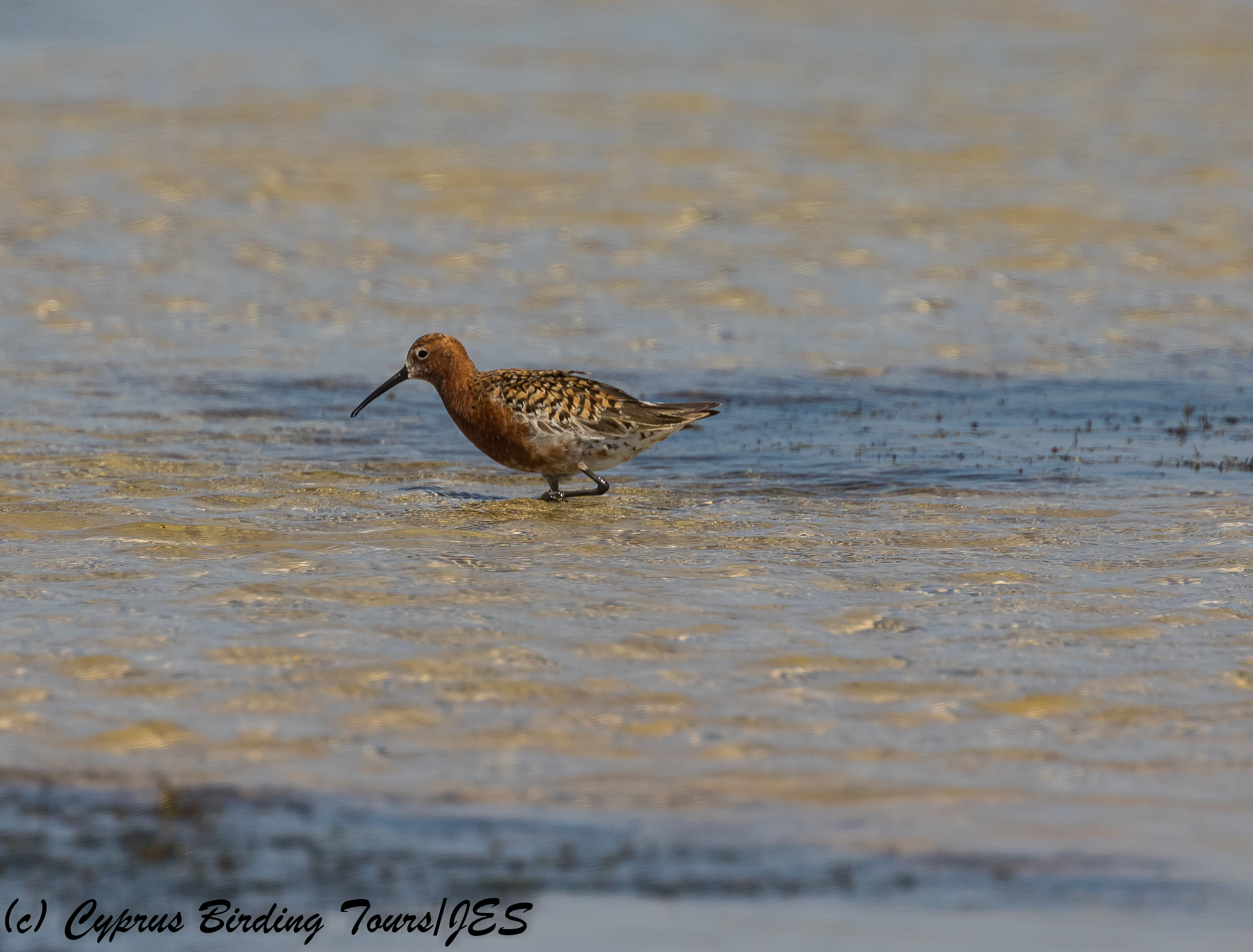 Curlew Sandpiper breeding plumage,  Akrotiri Salt Lake  6th July 2018 (c) Cyprus Birding Tours